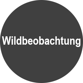 Wildbeobachtung
